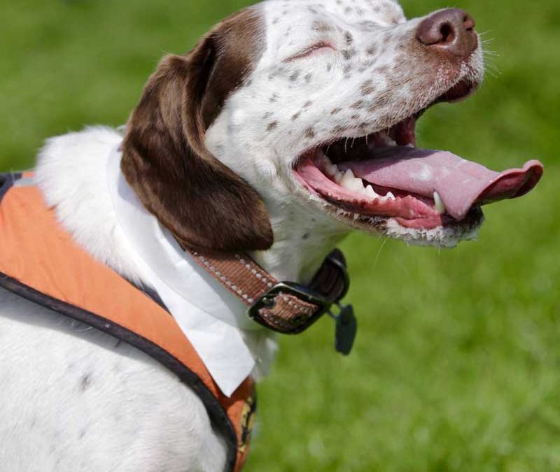 K9 2018