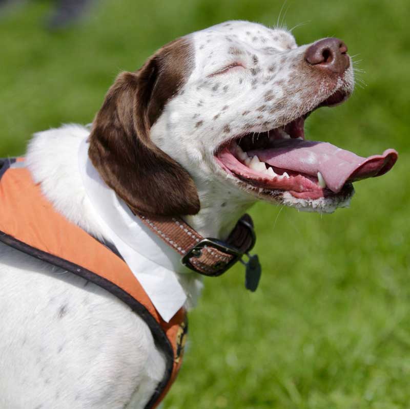 K9 2018